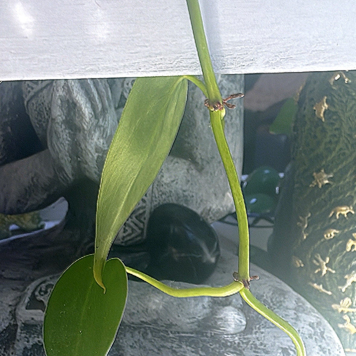 Jade from Guatemala yoni Egg